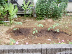 ミニトマト植える、梅雨入り