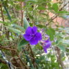 紫の花（名前わからず）開花