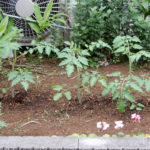 シソ、成長するミニトマト
